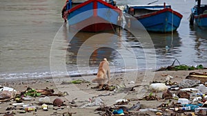 Cute puppy playing, digging sand, on a littered beach.