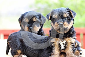 Cute puppy playing outside