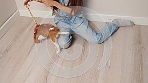 Cute puppy playing tug of war with girl indoors. Owner of pet Cavalier King Charles Spaniel sits on floor and tries to