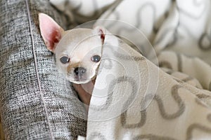 A cute puppy pokes his face out from under the blanket.