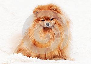 Cute puppy pomeranian dog