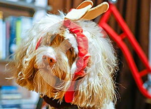 Cute Puppy Portrait With Holiday Reindeer Antler