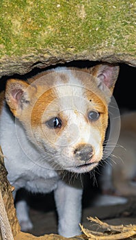 Cute puppy portrait. Indian street dog puppies playing.