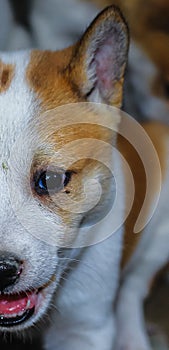 Cute puppy portrait. Indian street dog puppies playing. Small puppies relaxing.