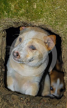 Cute puppy portrait. Indian street dog puppies playing. Small puppies relaxing.