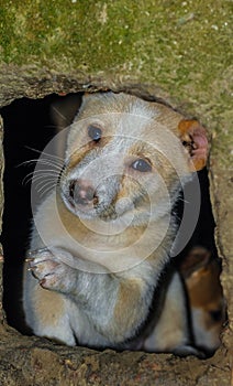 Cute puppy portrait. Indian street dog puppies playing. Small puppies relaxing.