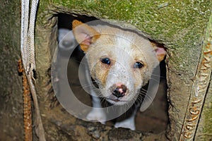 Cute puppy portrait. Indian street dog puppies playing. Small puppies relaxing.