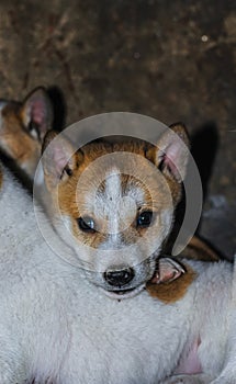 Cute puppy portrait. Indian street dog puppies playing. Small puppies smiling.