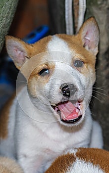 Cute puppy portrait. Indian street dog puppies playing. Small puppies smiling.