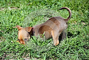 Cute Puppy in pounce mode