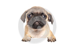 cute puppy Pug Dog with blank billboard. Dog over a banner or sign isolated. Portrait of a pug on a white background
