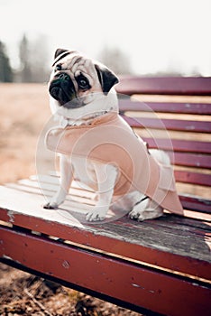 Cute puppy pug dog sitting on a park bench outdoors