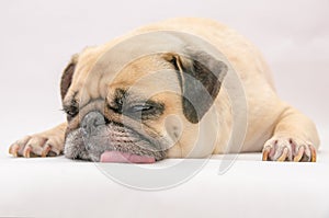 Cute puppy pug dog sleeping tongue out on the ground with gum on eye and snot of cold on white