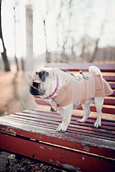 Cute puppy pug dog standing on a park bench outdoors