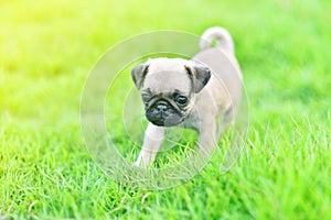 Cute puppy Pug in garden