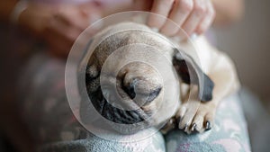 Cute puppy pug sleeping on the woman`s knees