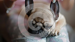 Cute puppy pug sleeping on the woman`s knees