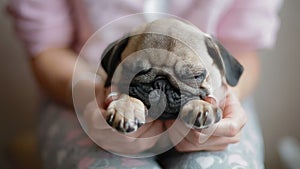 Cute puppy pug sleeping on the woman`s knees