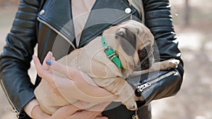 Cute puppy pug on the womans hands