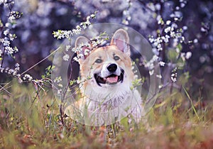 Cute puppy red dog Corgi funny stuck out pink tongue on natural background of cherry blossoms in spring Sunny may garden