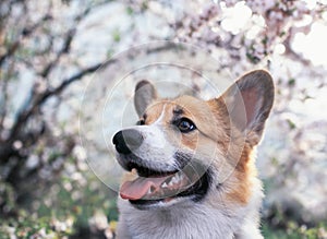 Cute puppy red dog Corgi funny stuck out  tongue on natural background of cherry blossoms in spring Sunny may garden