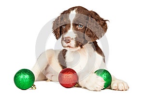 Cute puppy with red and green Christmas ornaments