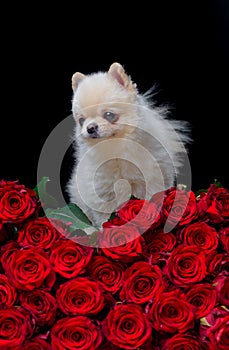 Cute puppy with red roses. Flowers and white dog isolated. Sweet animal on full of red flower petals background, in love