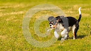 A cute puppy running