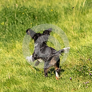 a cute puppy running