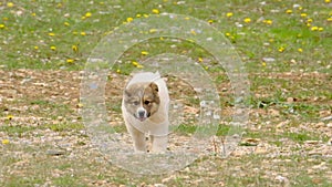 Cute puppy running in grass