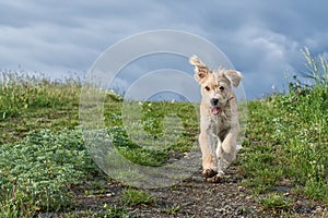 Cute puppy running in the grass