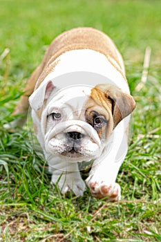 A cute puppy running on the grass is an English bulldog. A thoroughbred dog. Pets