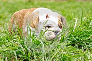 A cute puppy running on the grass is an English bulldog. A thoroughbred dog. Pets