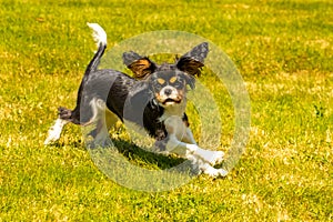 A cute puppy running on the lawn