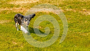 A cute puppy running on the lawn