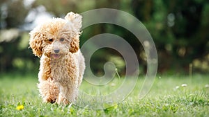 Cute puppy running playfully on green lawn in the park. Happy poodle runs straight towards us. Summer bright green meadow, blurred