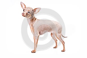 Cute puppy of russian toy terrier