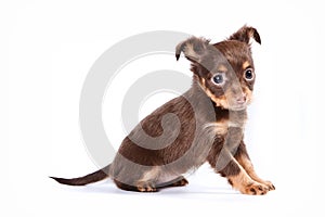 Cute puppy of russian toy terrier