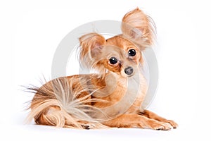 Cute puppy of russian toy terrier
