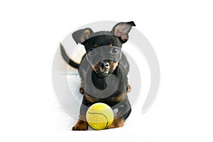 Cute puppy of russian toy-terrier