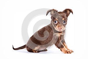 Cute puppy of russian toy terrier