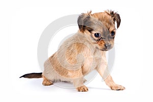 Cute puppy of russian toy terrier