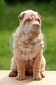 Cute Puppy sharpei sitting