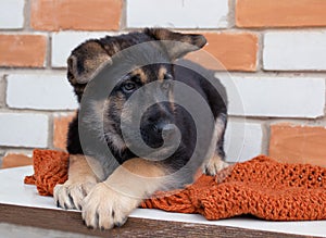 Cute puppy shepherd. A pet.