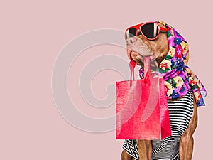 Cute puppy and shopping bag. Sales preparation