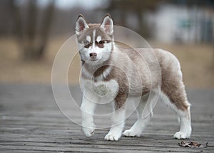 Cute puppy Siberian husky