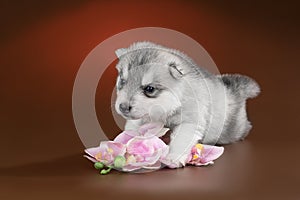 Cute puppy Siberian husky on a brown background