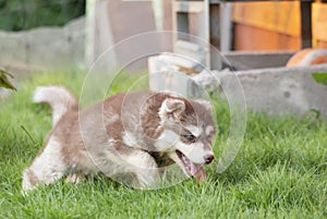 Cute Puppy of Siberian Husky dog