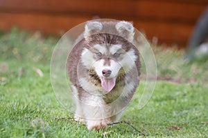 Cute Puppy of Siberian Husky dog
