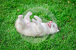 Cute puppy siberian husky on grass